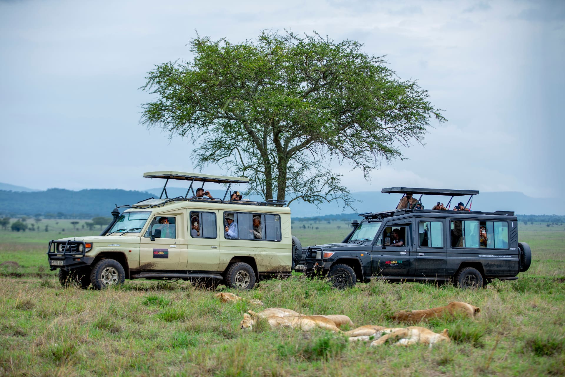 Serengeti Game Drive